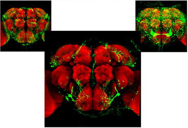 Jefferis Brain 2