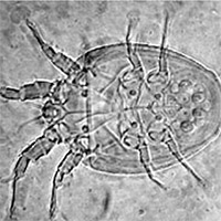 Mite Mite
